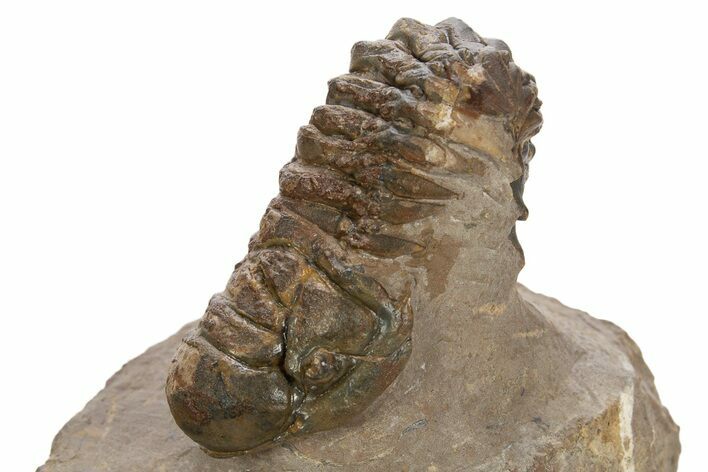 Fossil Crotalocephalina Trilobite - Atchana, Morocco #331930